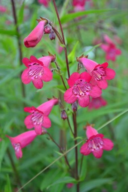 Rørblomst Penstemon 'Andenken an F. Hahn' 5-10 potte P9