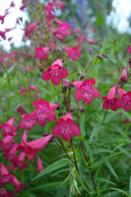 Rørblomst Penstemon 'Andenken an F. Hahn' 5-10 potte P9