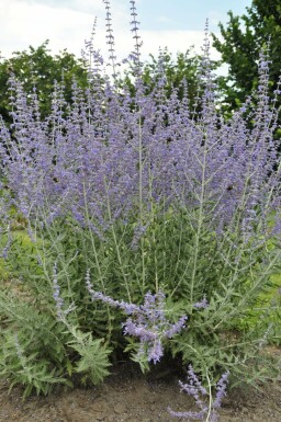 Russisk salvie Perovskia atriplicifolia 'Blue Spire' 5-10 potte P9