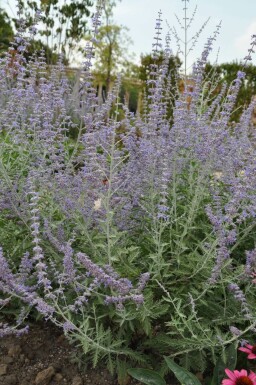 Russisk salvie Perovskia atriplicifolia 'Blue Spire' 5-10 potte P9