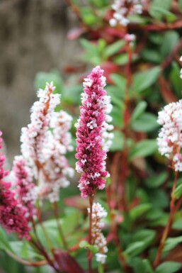 Tæppepileurt Persicaria affinis 'Darjeeling Red' 5-10 potte P9 Persicaria affinis 'Darjeeling Red'
