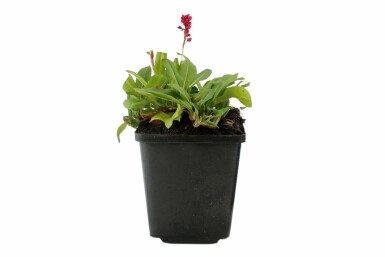 Tæppepileurt Persicaria affinis 'Darjeeling Red' 5-10 potte P9 Persicaria affinis 'Darjeeling Red'