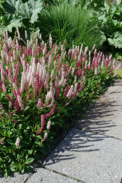 Tæppepileurt Persicaria affinis 'Superba' 5-10 potte P9 Persicaria affinis 'Superba'