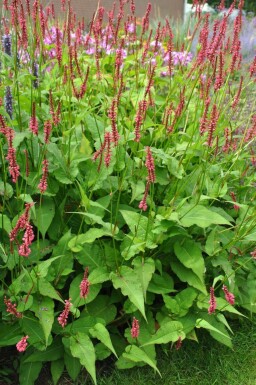 Kertepileurt Persicaria amplexicaulis 'Speciosa' 5-10 potte P9 Persicaria amplexicaulis 'Speciosa'