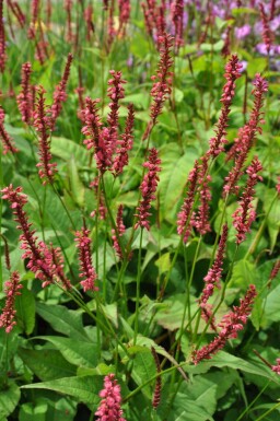Kertepileurt Persicaria amplexicaulis 'Speciosa' 5-10 potte P9 Persicaria amplexicaulis 'Speciosa'