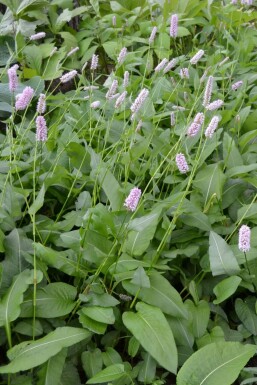 Slangeurt Persicaria bistorta 'Superba' 5-10 potte P9 Persicaria bistorta 'Superba'