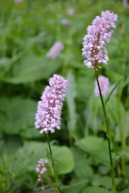Slangeurt Persicaria bistorta 'Superba' 5-10 potte P9 Persicaria bistorta 'Superba'