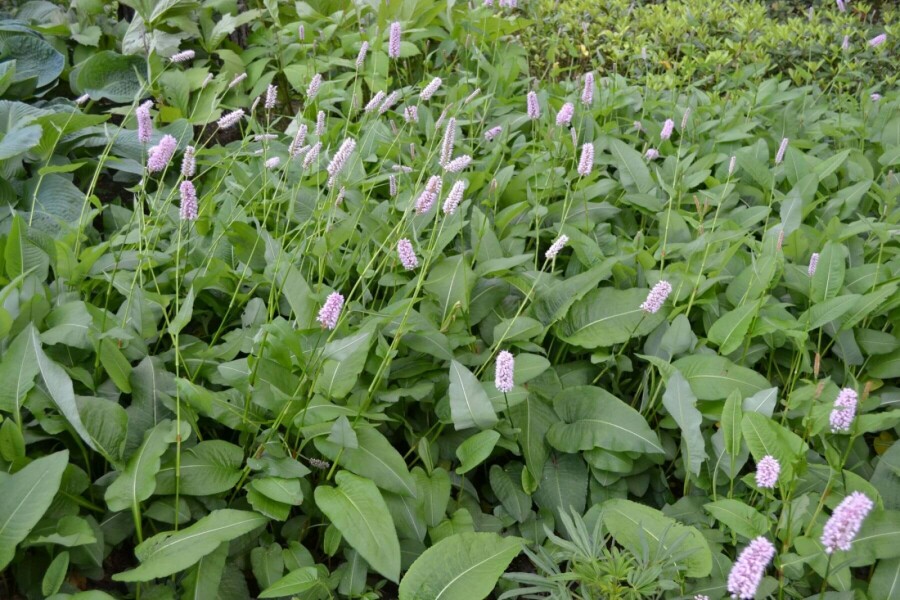 Slangeurt Persicaria bistorta 'Superba' 5-10 potte P9 Persicaria bistorta 'Superba'