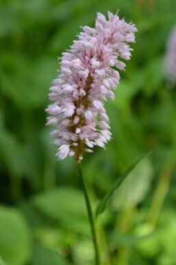 Slangeurt Persicaria bistorta 'Superba' 5-10 potte P9 Persicaria bistorta 'Superba'