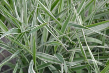 Rørgræs Phalaris arundinacea 'Picta' 5-10 potte P9