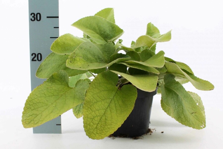 Løvehale Phlomis russeliana 10-15 potte C2 Phlomis russeliana