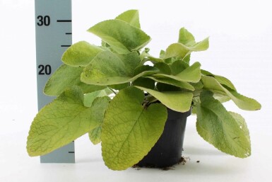 Løvehale Phlomis russeliana 10-15 potte C2 Phlomis russeliana