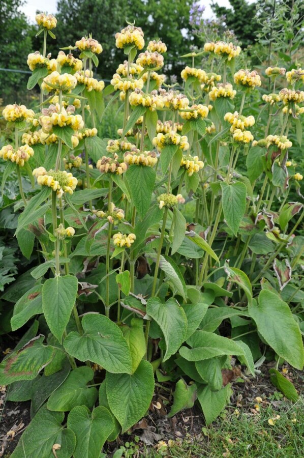 Løvehale Phlomis russeliana 10-15 potte C2 Phlomis russeliana