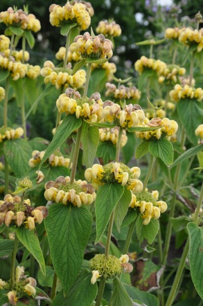 Løvehale Phlomis russeliana 5-10 potte P9 Phlomis russeliana
