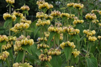 Løvehale Phlomis russeliana 5-10 potte P9