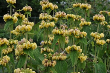 Løvehale Phlomis russeliana 5-10 potte P9 Phlomis russeliana