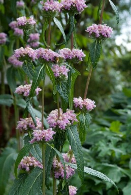 Knoldet løvehale Phlomis tuberosa 5-10 potte P9 Phlomis tuberosa
