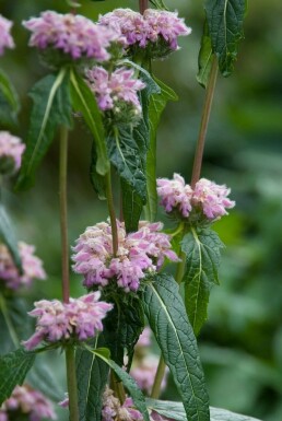 Knoldet løvehale Phlomis tuberosa 5-10 potte P9 Phlomis tuberosa
