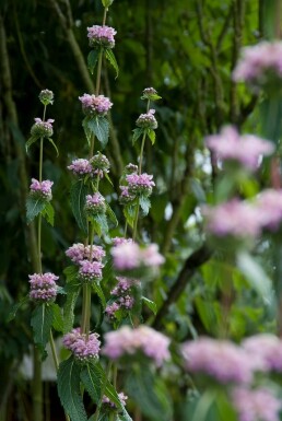 Knoldet løvehale Phlomis tuberosa 5-10 potte P9