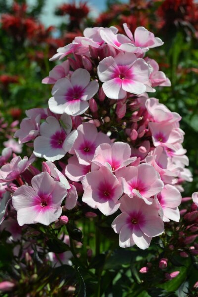 Høstfloks Phlox paniculata 'Bright Eyes' 5-10 potte P9 Phlox paniculata 'Bright Eyes'