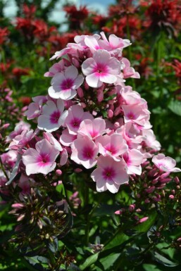 Høstfloks Phlox paniculata 'Bright Eyes' 5-10 potte P9 Phlox paniculata 'Bright Eyes'