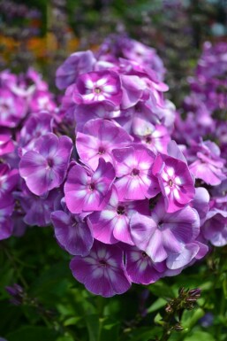 Høstfloks Phlox paniculata 'Laura' 5-10 potte P9 Phlox paniculata 'Laura'