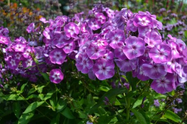Høstfloks Phlox paniculata 'Laura' 5-10 potte P9 Phlox paniculata 'Laura'