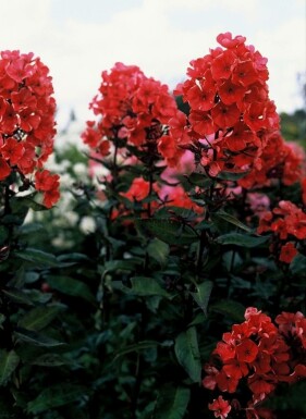 Høstfloks Phlox paniculata 'Starfire' 5-10 potte P9 Phlox paniculata 'Starfire'