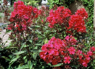 Høstfloks Phlox paniculata 'Starfire' 5-10 potte P9 Phlox paniculata 'Starfire'