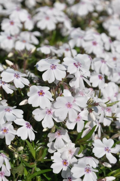 Lyngfloks Phlox subulata 'Amazing Grace' 5-10 potte P9 Phlox subulata 'Amazing Grace'