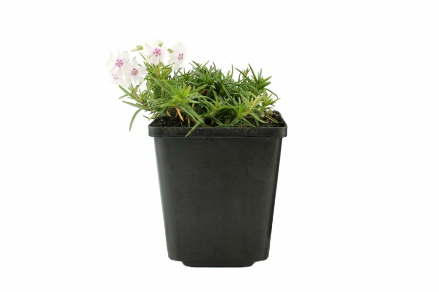 Lyngfloks Phlox subulata 'Amazing Grace' 5-10 potte P9 Phlox subulata 'Amazing Grace'