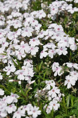 Lyngfloks Phlox subulata 'Amazing Grace' 5-10 potte P9 Phlox subulata 'Amazing Grace'