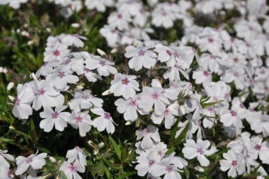 Lyngfloks Phlox subulata 'Amazing Grace' 5-10 potte P9 Phlox subulata 'Amazing Grace'
