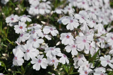 Lyngfloks Phlox subulata 'Amazing Grace' 5-10 potte P9 Phlox subulata 'Amazing Grace'