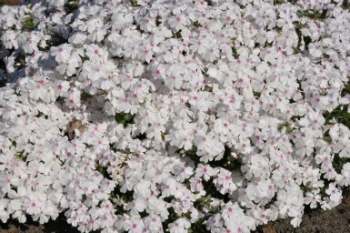 Lyngfloks Phlox subulata 'Amazing Grace' 5-10 potte P9 Phlox subulata 'Amazing Grace'