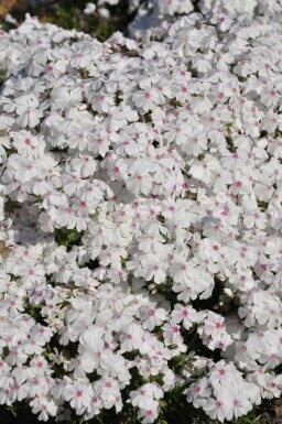 Lyngfloks Phlox subulata 'Amazing Grace' 5-10 potte P9 Phlox subulata 'Amazing Grace'
