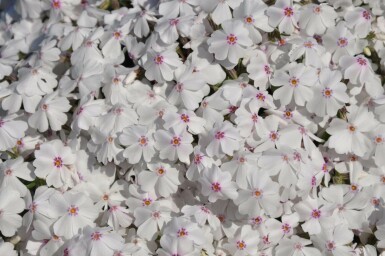 Lyngfloks Phlox subulata 'Amazing Grace' 5-10 potte P9 Phlox subulata 'Amazing Grace'