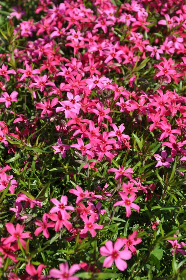 Lyngfloks Phlox subulata 'Atropurpurea' 5-10 potte P9 Phlox subulata 'Atropurpurea'