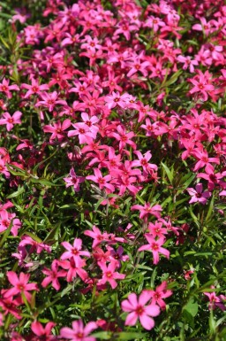 Lyngfloks Phlox subulata 'Atropurpurea' 5-10 potte P9 Phlox subulata 'Atropurpurea'