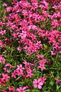 Lyngfloks Phlox subulata 'Atropurpurea' 5-10 potte P9