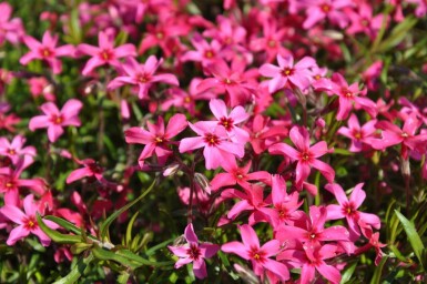 Lyngfloks Phlox subulata 'Atropurpurea' 5-10 potte P9