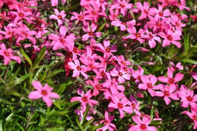 Lyngfloks Phlox subulata 'Atropurpurea' 5-10 potte P9 Phlox subulata 'Atropurpurea'