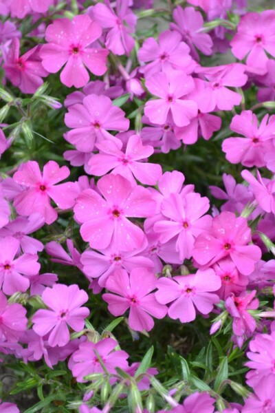 Lyngfloks Phlox subulata 'Mac Daniel's Cushion' 5-10 potte P9 Phlox subulata 'Mac Daniel's Cushion'