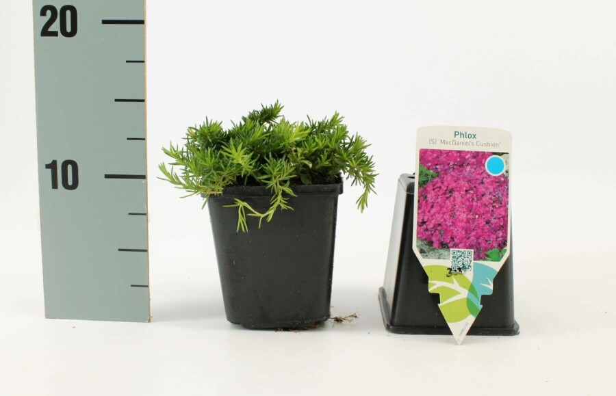 Lyngfloks Phlox subulata 'Mac Daniel's Cushion' 5-10 potte P9 Phlox subulata 'Mac Daniel's Cushion'