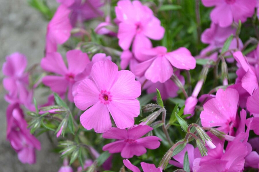 Lyngfloks Phlox subulata 'Mac Daniel's Cushion' 5-10 potte P9 Phlox subulata 'Mac Daniel's Cushion'