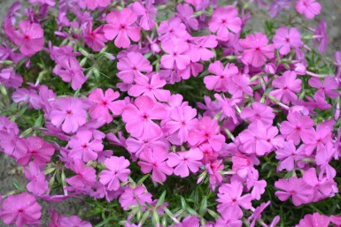 Lyngfloks Phlox subulata 'Mac Daniel's Cushion' 5-10 potte P9 Phlox subulata 'Mac Daniel's Cushion'