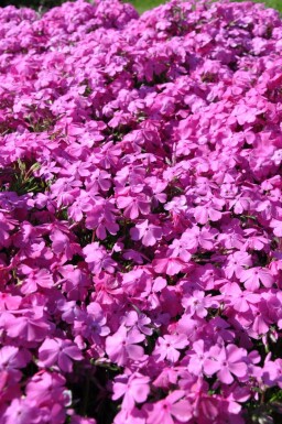 Lyngfloks Phlox subulata 'Mac Daniel's Cushion' 5-10 potte P9 Phlox subulata 'Mac Daniel's Cushion'