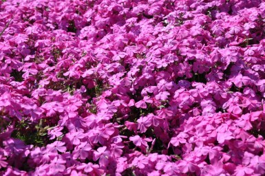 Lyngfloks Phlox subulata 'Mac Daniel's Cushion' 5-10 potte P9