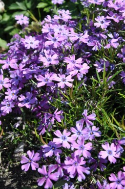 Lyngfloks Phlox subulata 'Purple Beauty' 5-10 potte P9 Phlox subulata 'Purple Beauty'