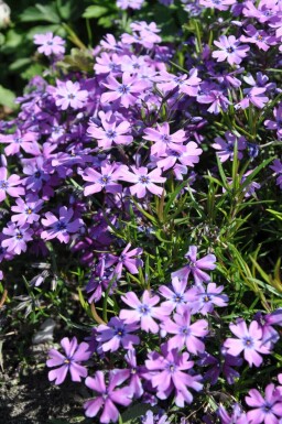 Lyngfloks Phlox subulata 'Purple Beauty' 5-10 potte P9